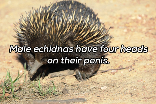 mammals that lay eggs - Male echidnas have four heads on their penis.