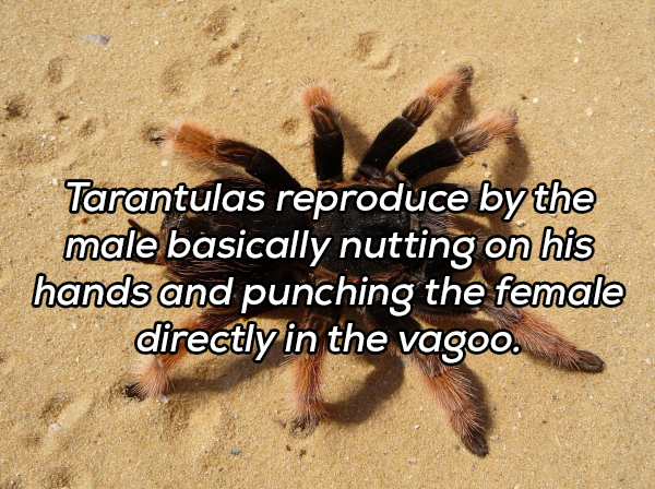tarantula - Tarantulas reproduce by the male basically nutting on his hands and punching the female directly in the vagoo.