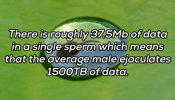 grass - There is roughly 37.5Mb of data in a single sperm which means that the average male ejaculates 1500TB of data.