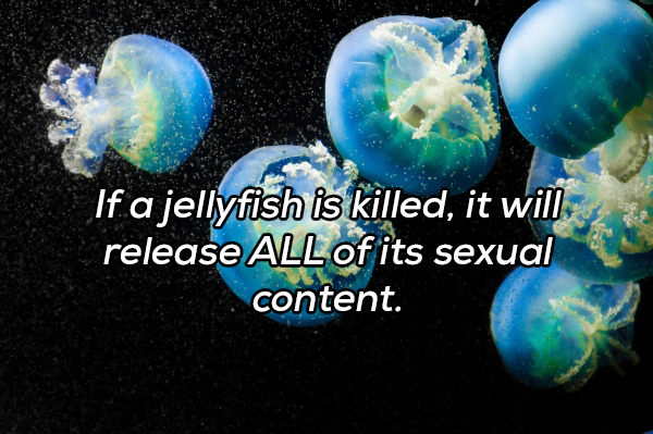 earth - If a jellyfish is killed, it will release All of its sexual content.