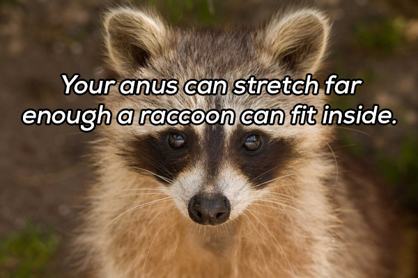 best raccoon - Your anus can stretch far enough a raccoon can fit inside.