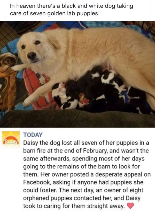 dog lost puppies in barn fire - In heaven there's a black and white dog taking care of seven golden lab puppies. Toda Today Daisy the dog lost all seven of her puppies in a barn fire at the end of February, and wasn't the same afterwards, spending most of