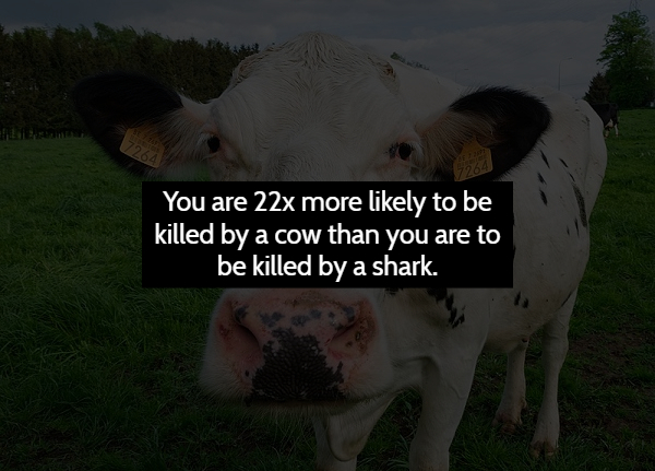 dairy cow - You are 22x more ly to be killed by a cow than you are to be killed by a shark.