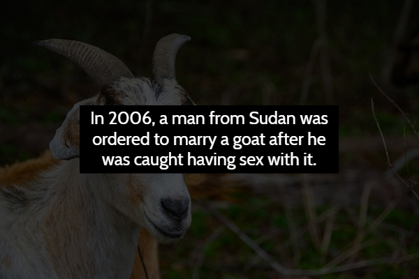 horn - In 2006, a man from Sudan was ordered to marry a goat after he was caught having sex with it.