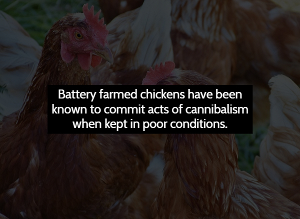 beak - Battery farmed chickens have been known to commit acts of cannibalism when kept in poor conditions.