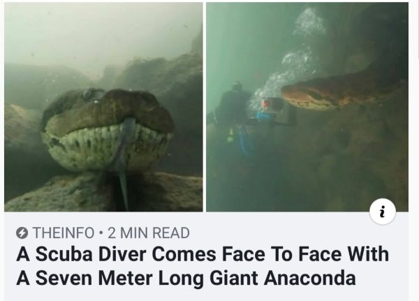 seven meter giant anaconda - Theinfo. 2 Min Read A Scuba Diver Comes Face To Face With A Seven Meter Long Giant Anaconda