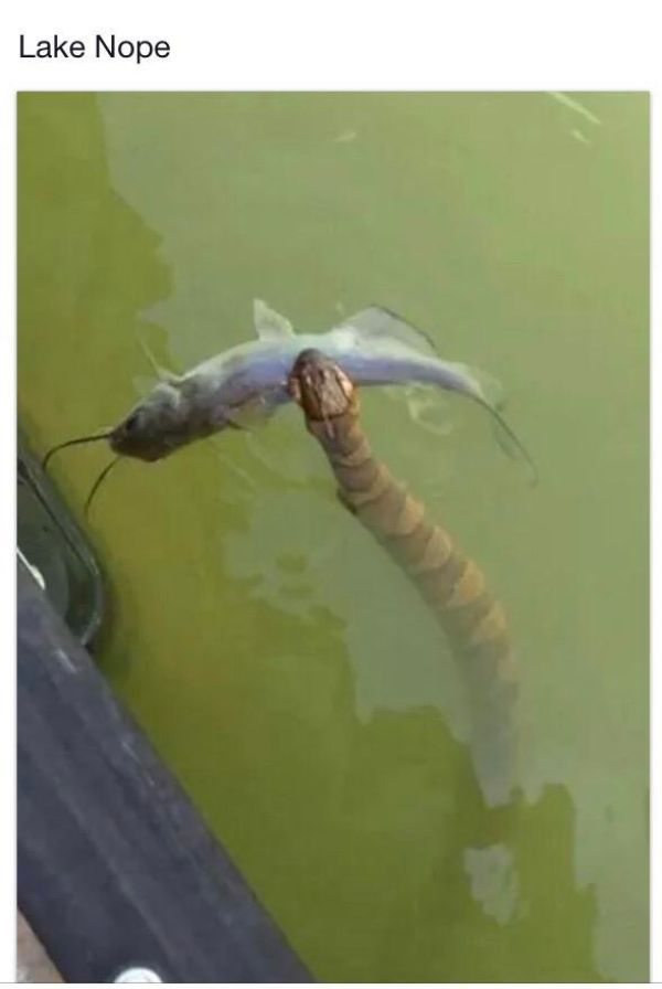 fish - Lake Nope