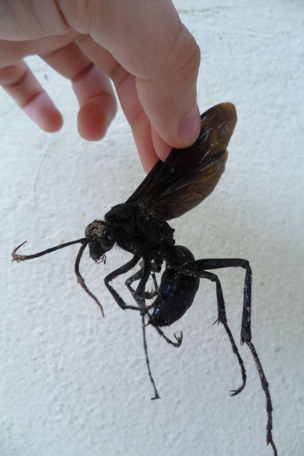 amazonian wasp