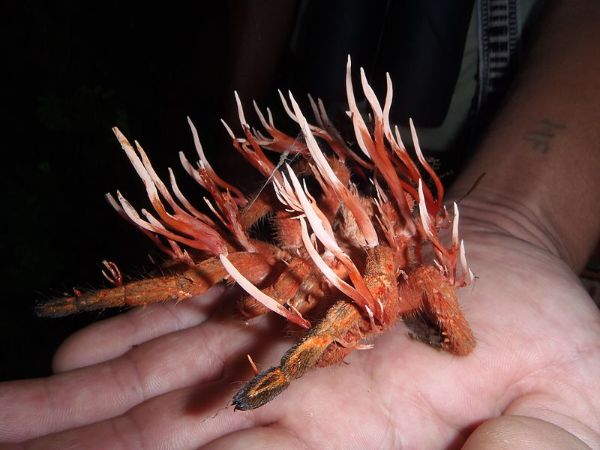 cordyceps tarantula - 111