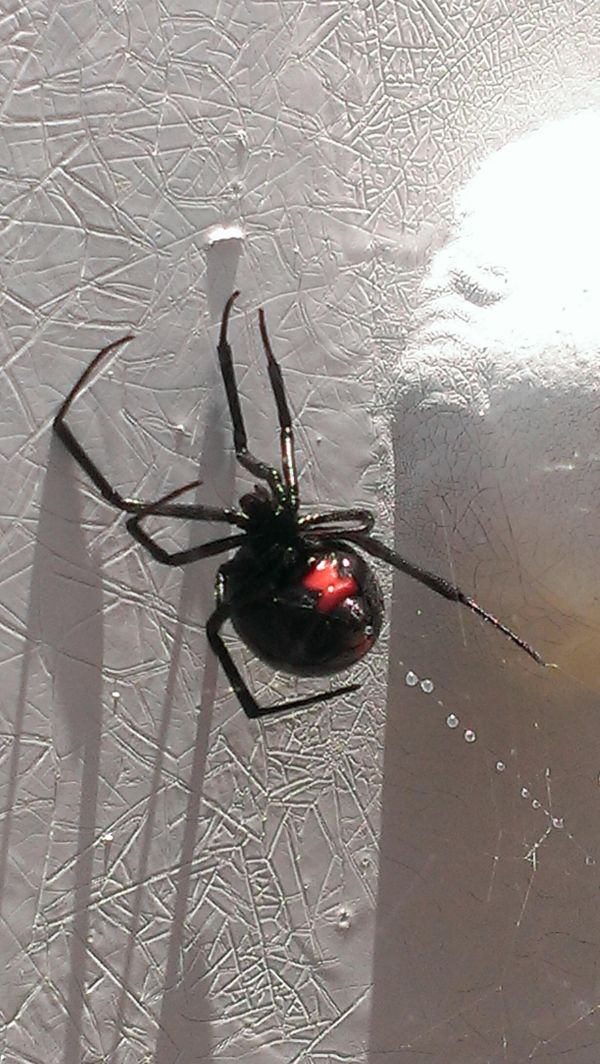 black widow -