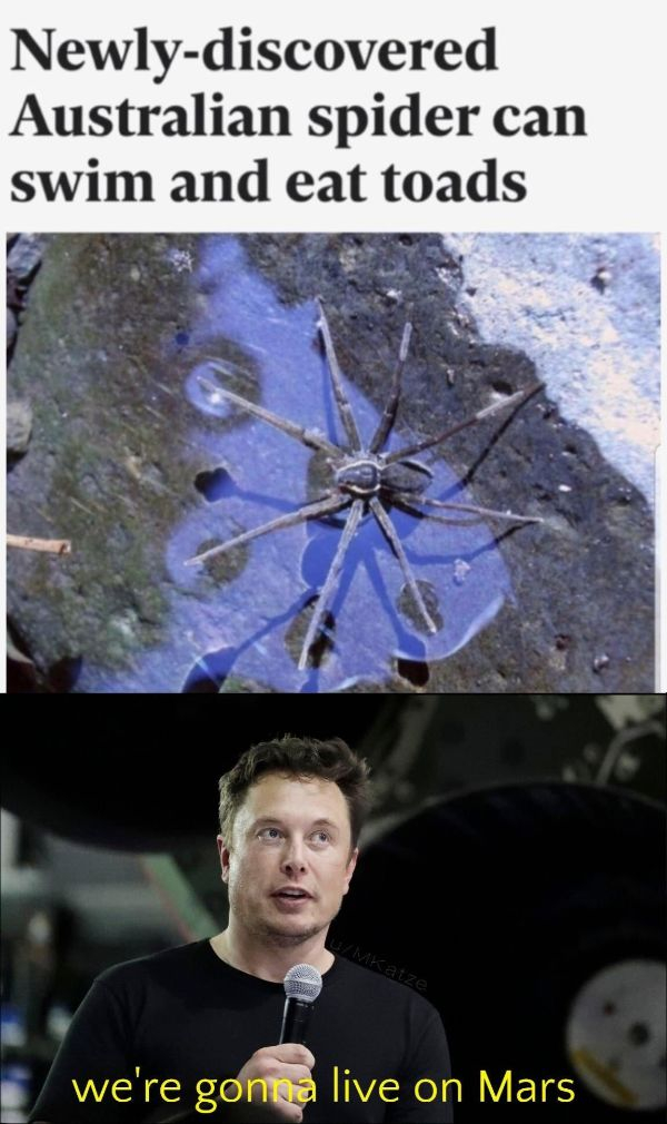 australian government - Newlydiscovered Australian spider can swim and eat toads MKatze we're gonna live on Mars