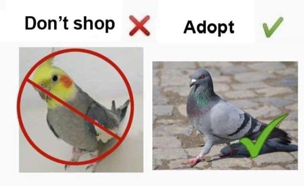 beak - Don't shop X Adopt