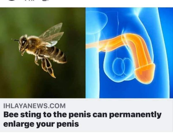 honey bee - Ihlayanews.Com Bee sting to the penis can permanently enlarge your penis