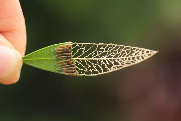 sawfly larvae eating leaf