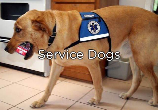 medical service dog - Service Dogs