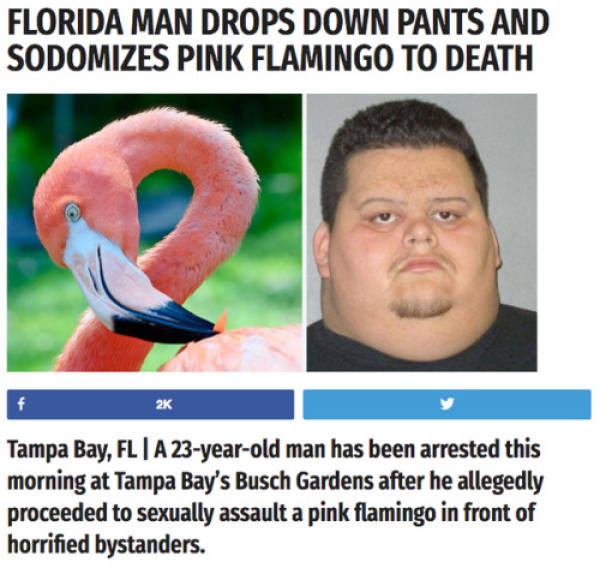 florida man memes - Florida Man Drops Down Pants And Sodomizes Pink Flamingo To Death 2K Tampa Bay, Fl | A 23yearold man has been arrested this morning at Tampa Bay's Busch Gardens after he allegedly proceeded to sexually assault a pink flamingo in front 