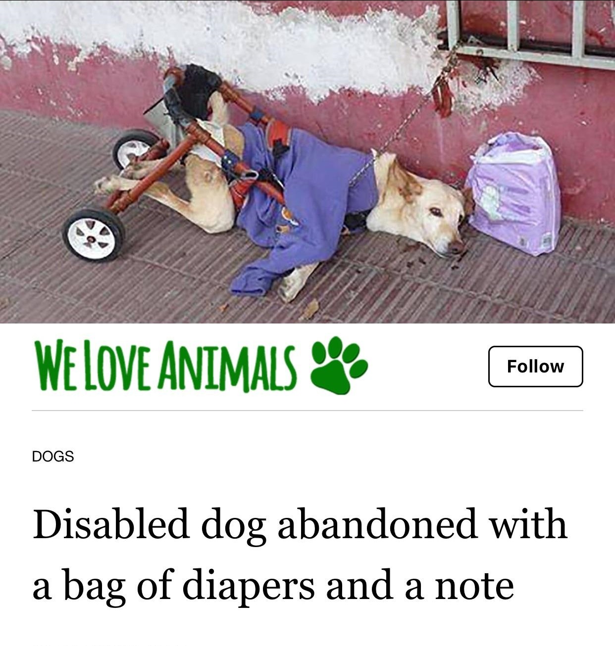 paralyzed dog - We Love Animals Dogs Disabled dog abandoned with a bag of diapers and a note