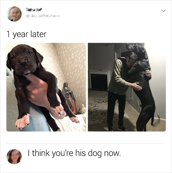 dog 1 year later memes - 1 year later I think you're his dog now.
