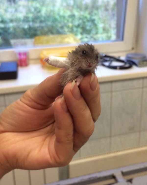 hamster with cast