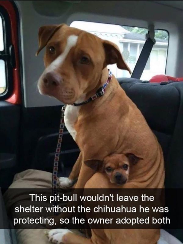 funny dogs - Ddddddddddd This pitbull wouldn't leave the shelter without the chihuahua he was protecting, so the owner adopted both