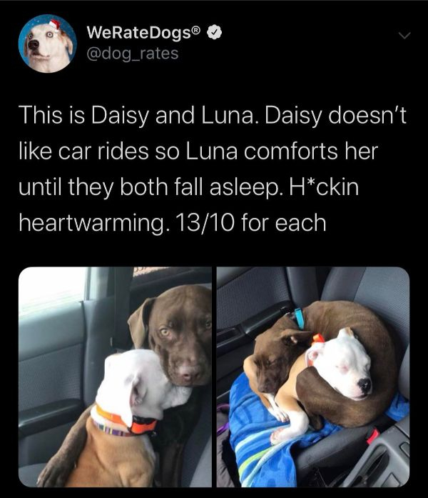 photo caption - WeRateDogs This is Daisy and Luna. Daisy doesn't car rides so Luna comforts her until they both fall asleep. Hckin heartwarming. 1310 for each