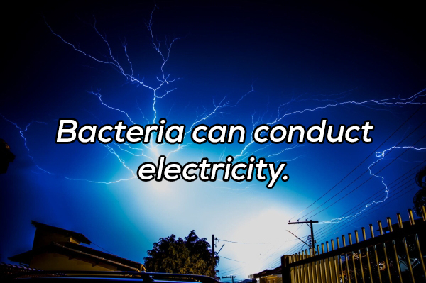 Bacteria can conduct electricity Teret