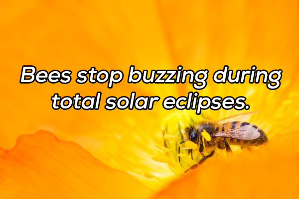 honey bee - Bees stop buzzing during total solar eclipses.