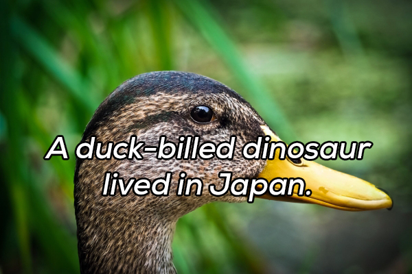 Duck - A duckbilled dinosaur lived in Japan.