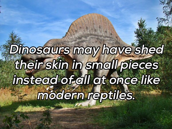 nature reserve - Dinosaurs may have shed their skin in small pieces instead of all at once mdern reptiles.