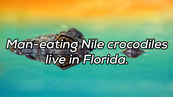 water resources - Maneating Nile crocodiles live in Florida