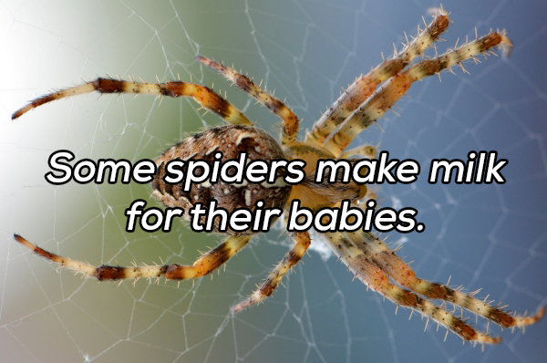 spiders in the midwest - Some spiders make milk for their babies.