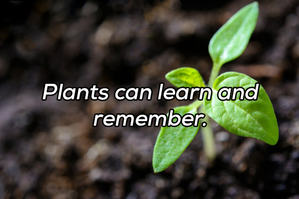 plant growth - Plants can learn and remember.