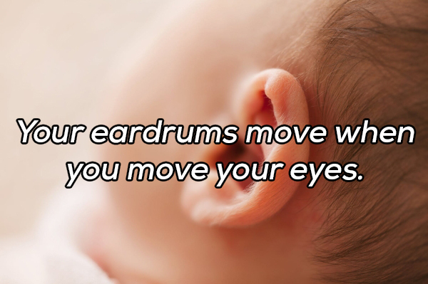 ear - Your eardrums move when you move your eyes.