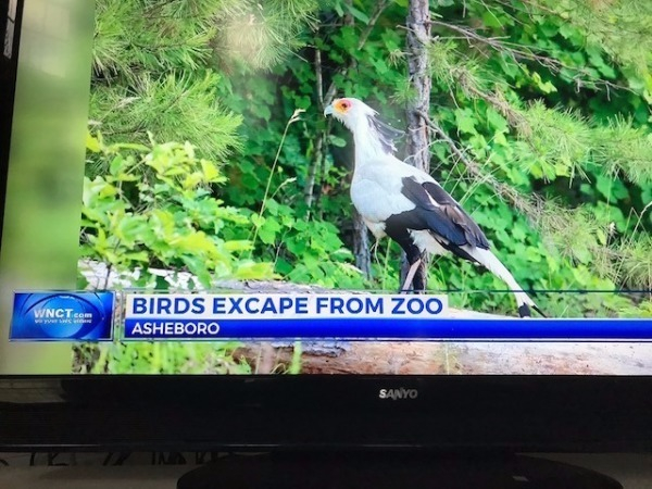 beak - WNGTeem Birds Excape From Zoo Asheboro Sanyo