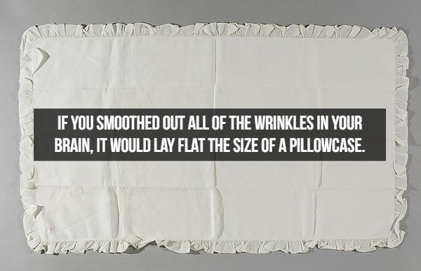 If You Smoothed Out All Of The Wrinkles In Your Brain, It Would Lay Flat The Size Of A Pillowcase.