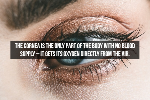 eye side - The Cornea Is The Only Part Of The Body With No Blood Supply It Gets Its Oxygen Directly From The Air.