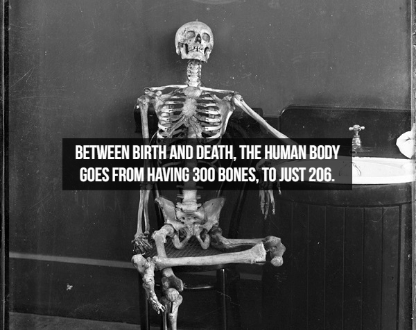 funny physical pain quotes - Between Birth And Death, The Human Body Goes From Having 300 Bones. To Just 206.