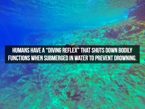 scuba diving scotland - Humans Have A Diving Reflex That Shuts Down Bodily Functions When Submerged In Water To Prevent Drowning.