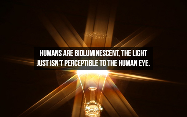 light - Humans Are Bioluminescent, The Light Just Isn'T Perceptible To The Human Eye.