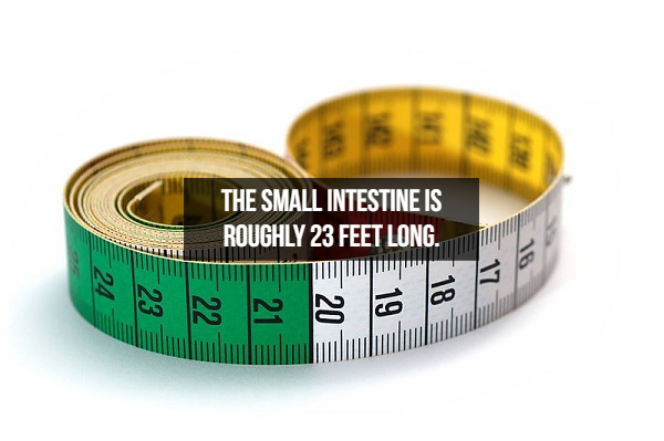 tape measure function - The Small Intestine Is Roughly 23 Feet Long. 17