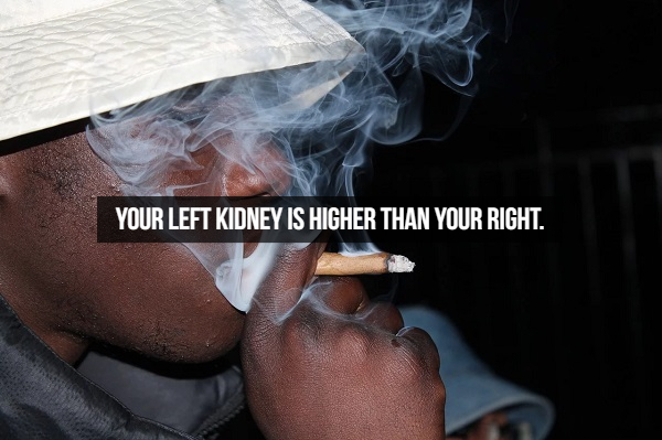 black and mild smokers - Your Left Kidney Is Higher Than Your Right.