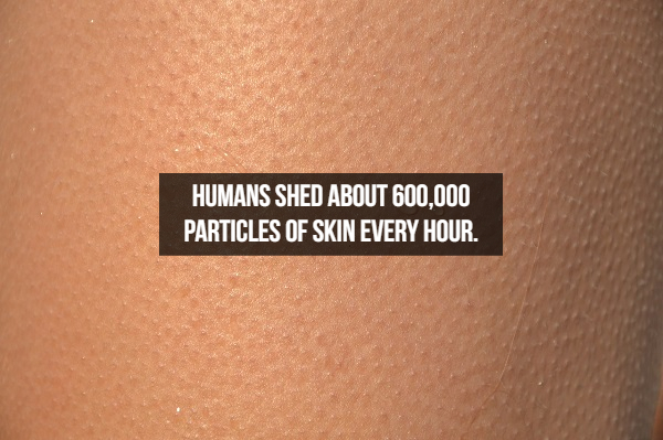 close up - Humans Shed About 600,000 Particles Of Skin Every Hour.