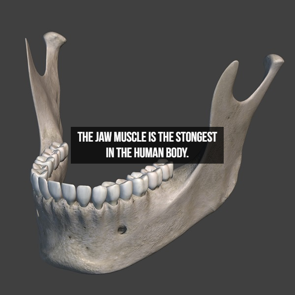 The Jaw Muscle Is The Stongest In The Human Body.