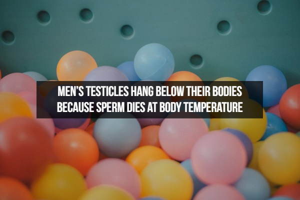 Ball pit - Men'S Testicles Hang Below Their Bodies Because Sperm Dies At Body Temperature