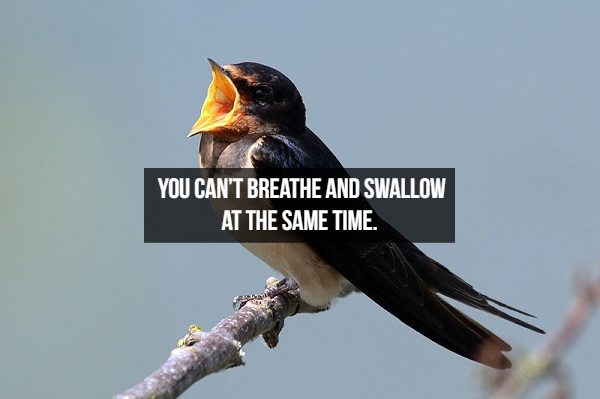 You Can'T Breathe And Swallow At The Same Time.