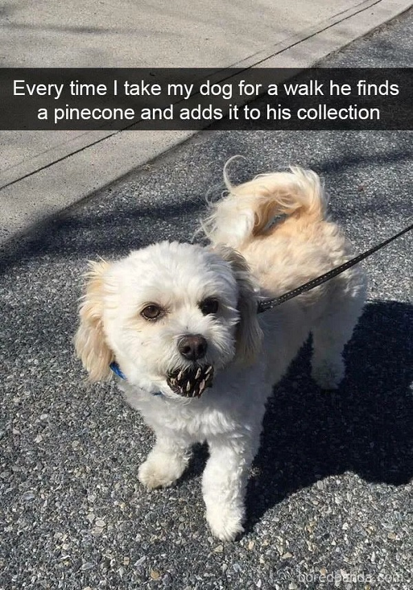 funny demon dog - Every time I take my dog for a walk he finds a pinecone and adds it to his collection
