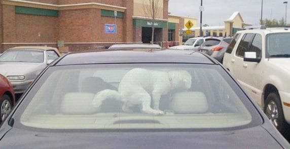 dog shits in car