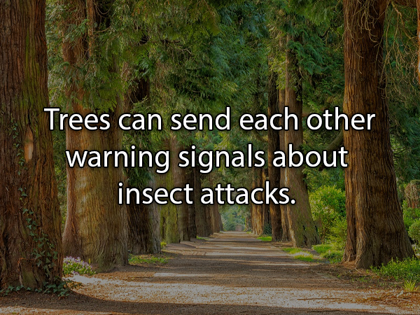 Trees can send each other warning signals about insect attacks.