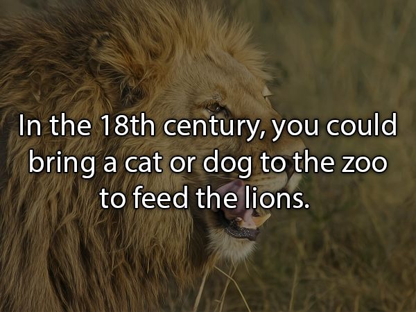 wildlife - In the 18th century, you could bring a cat or dog to the zoo to feed the lions.