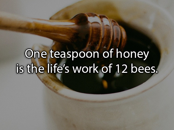 heating honey - One teaspoon of honey is the life's work of 12 bees.